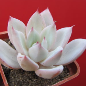 Echeveria   Beatrice