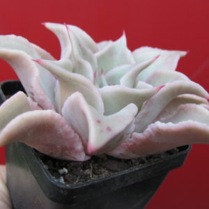 Echeveria  Madiba