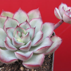 Echeveria   pulidonis