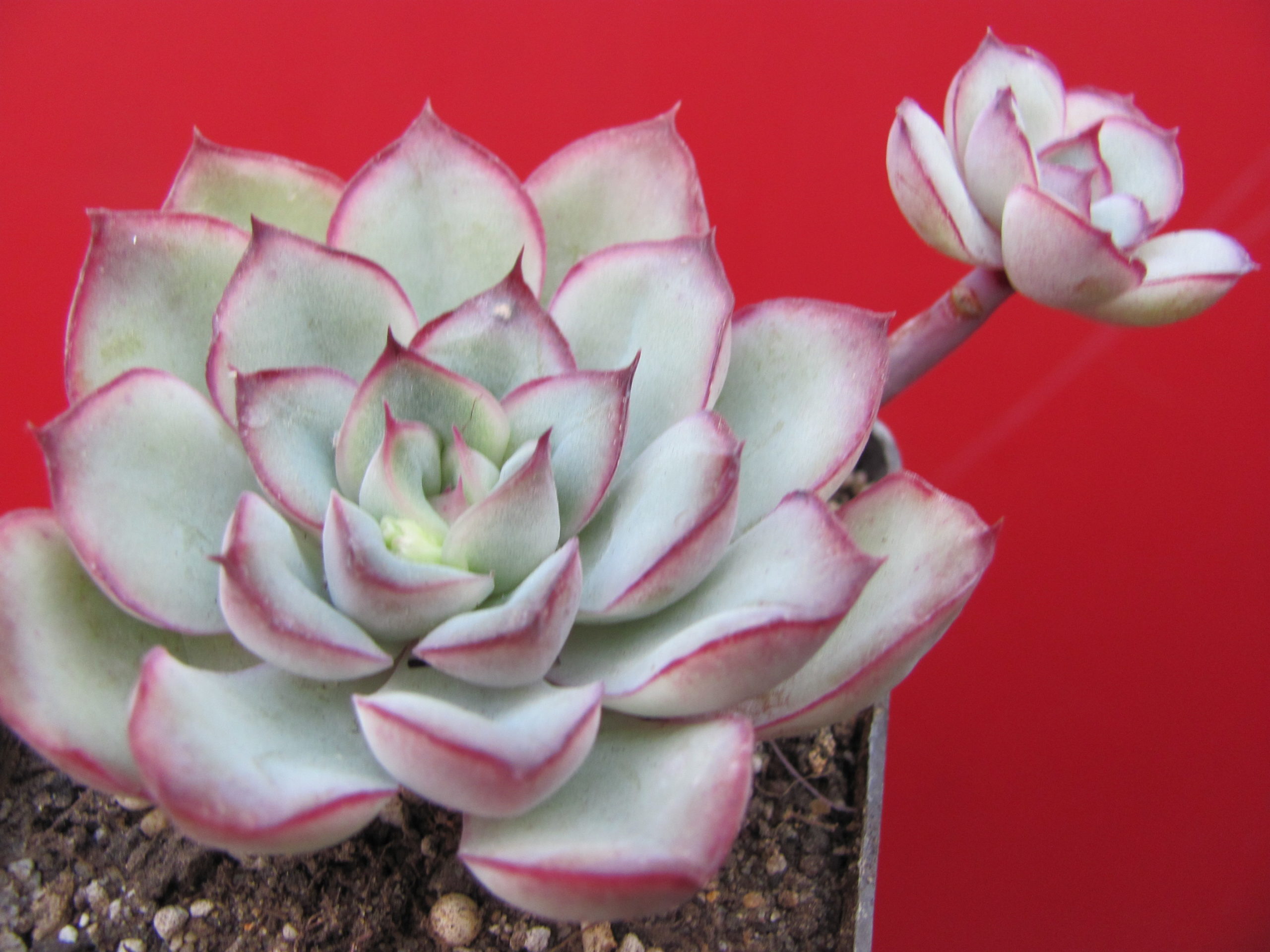 Echeveria   pulidonis