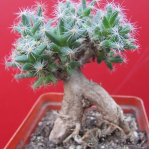 Trichodiadema densum
