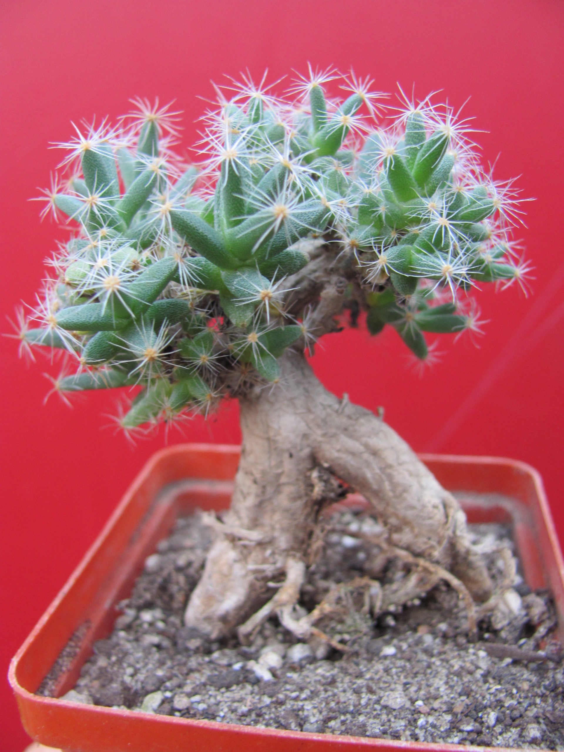 Trichodiadema densum