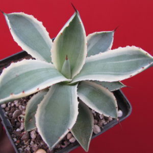 Agava *Kissho Kan*  variegata