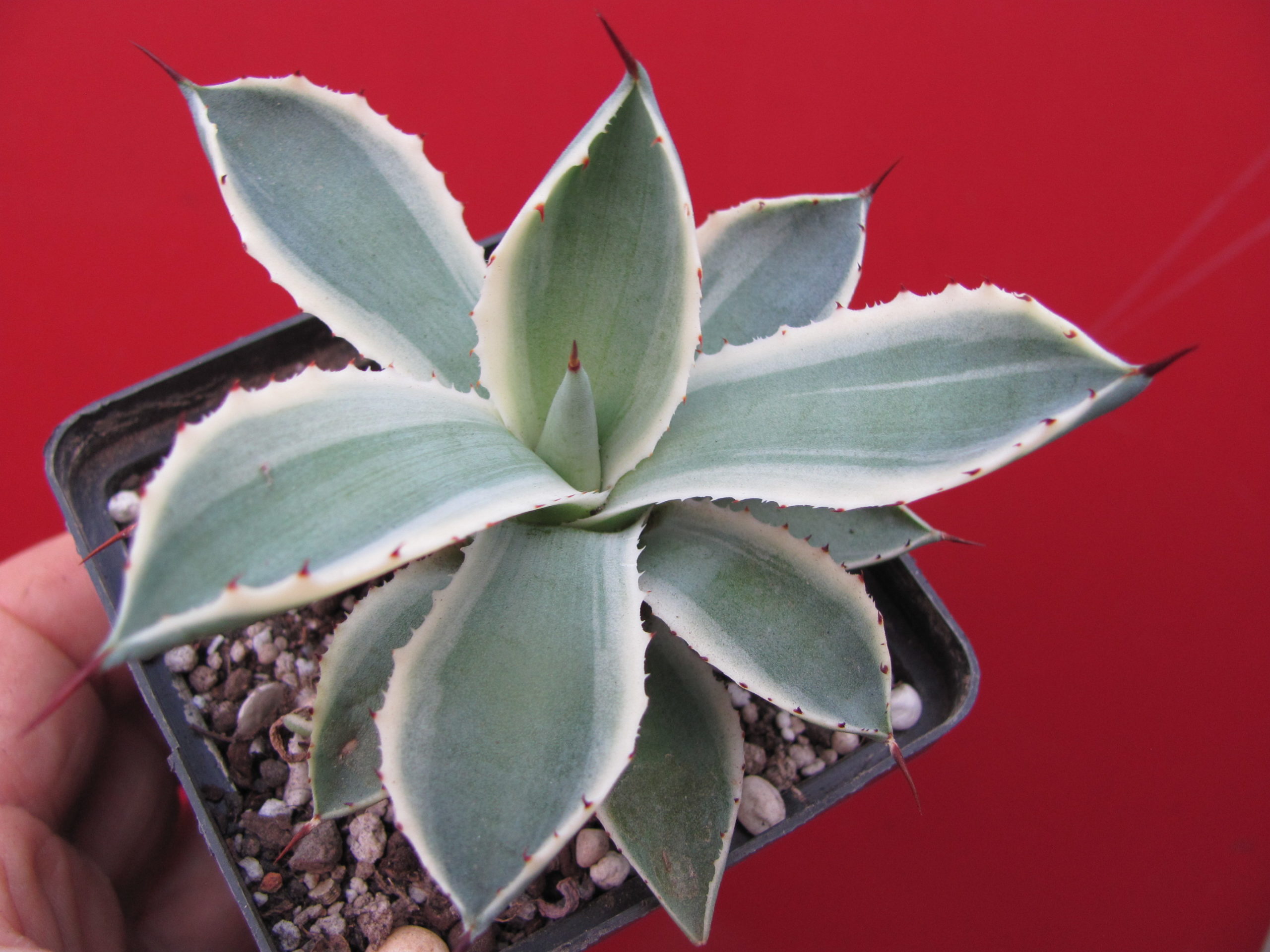 Agava *Kissho Kan*  variegata