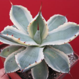 Agava *Kissho Kan*   variegata