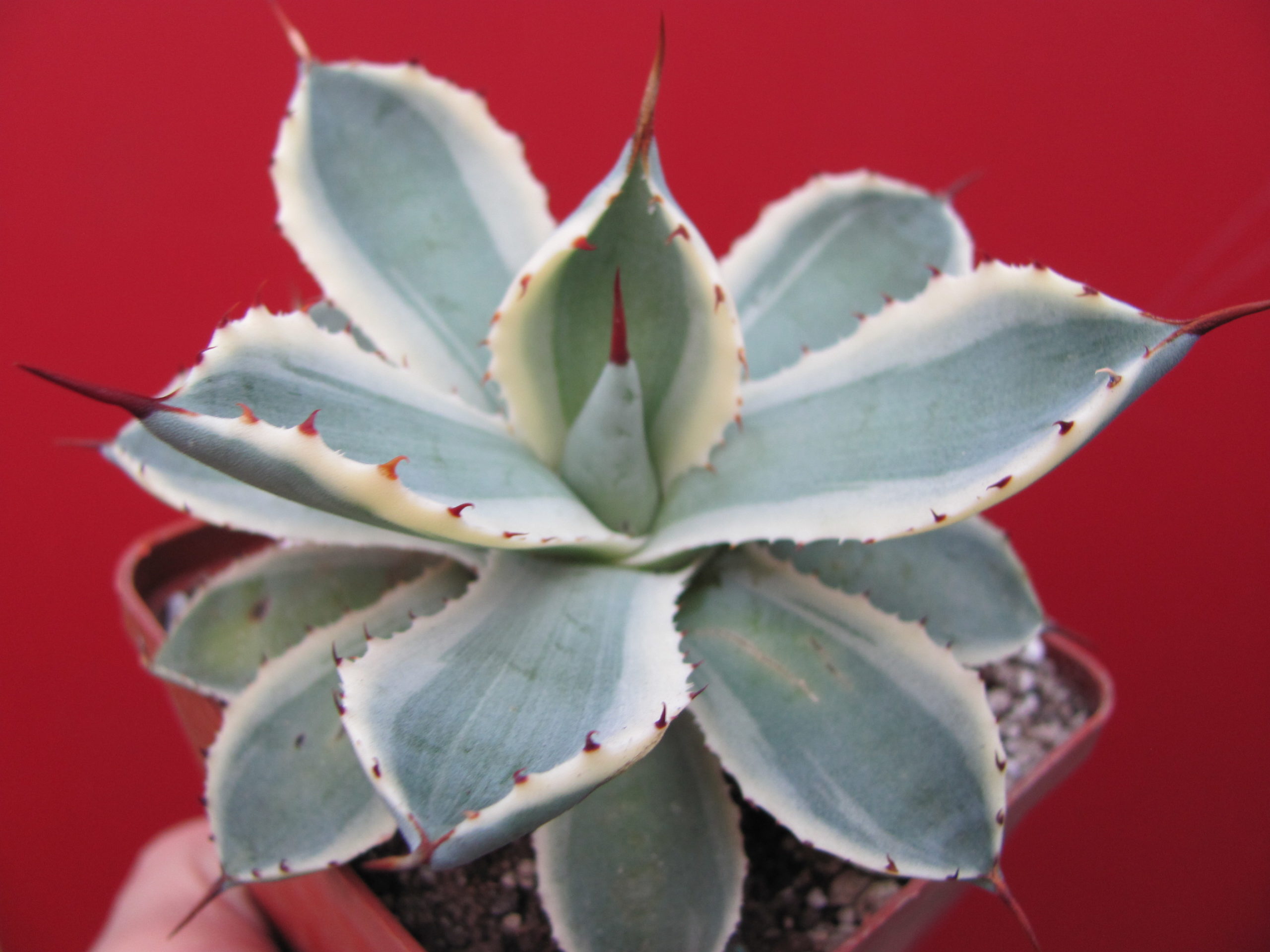 Agava *Kissho Kan*   variegata