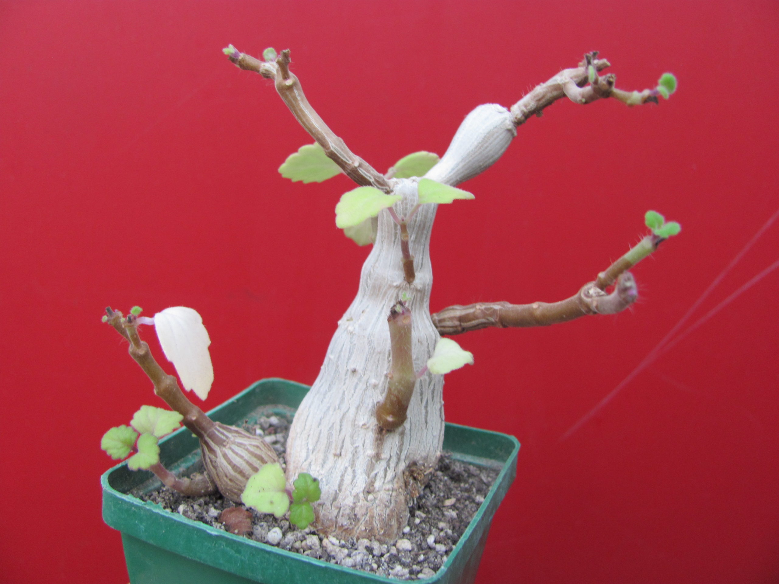 Plectranthus ernstii