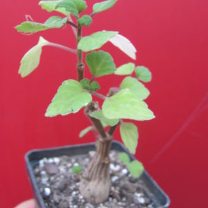 Plectranthus ernstii