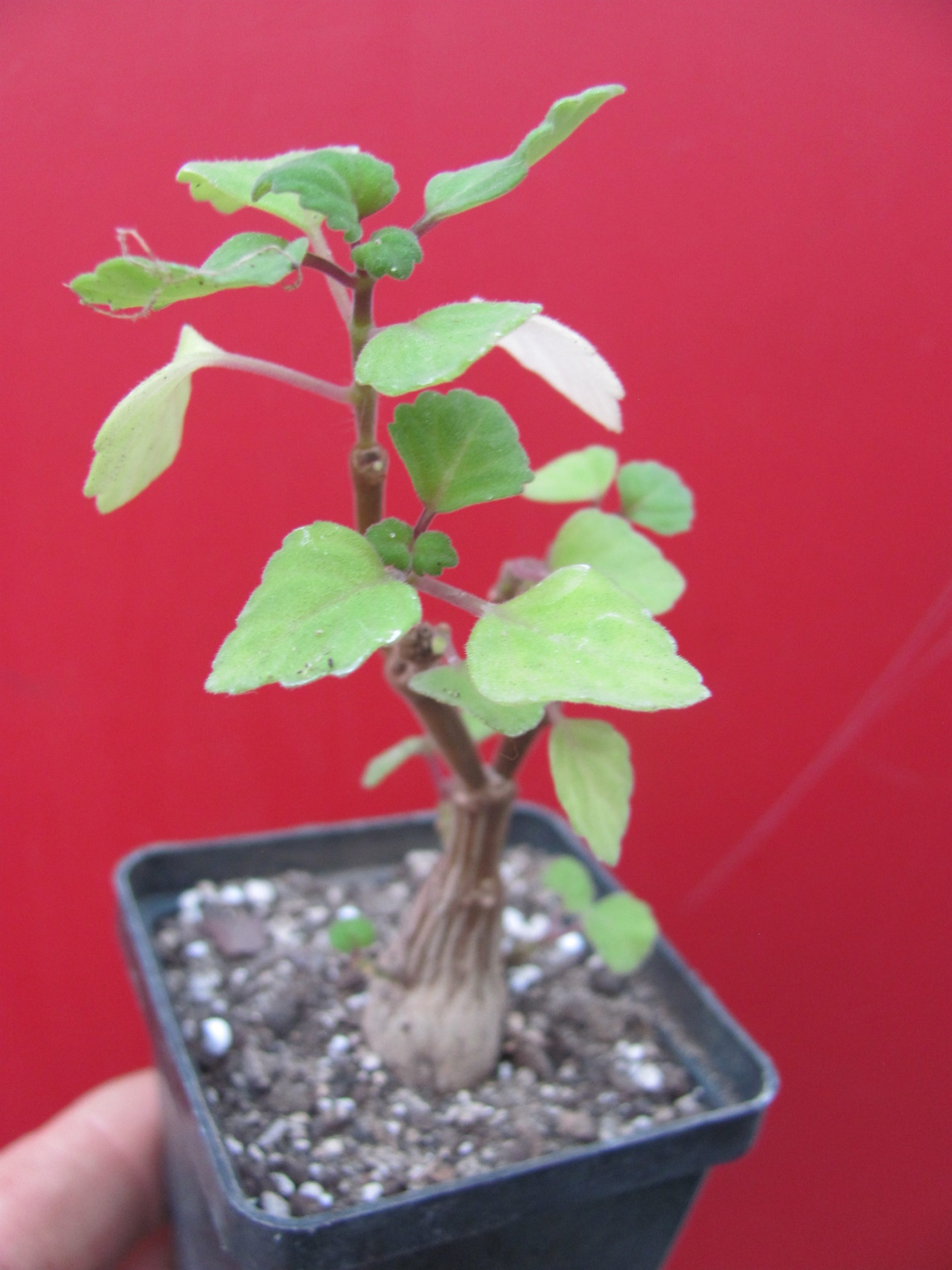 Plectranthus ernstii