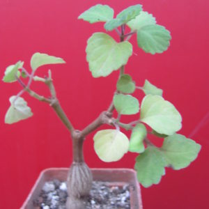 Plectranthus   ernstii
