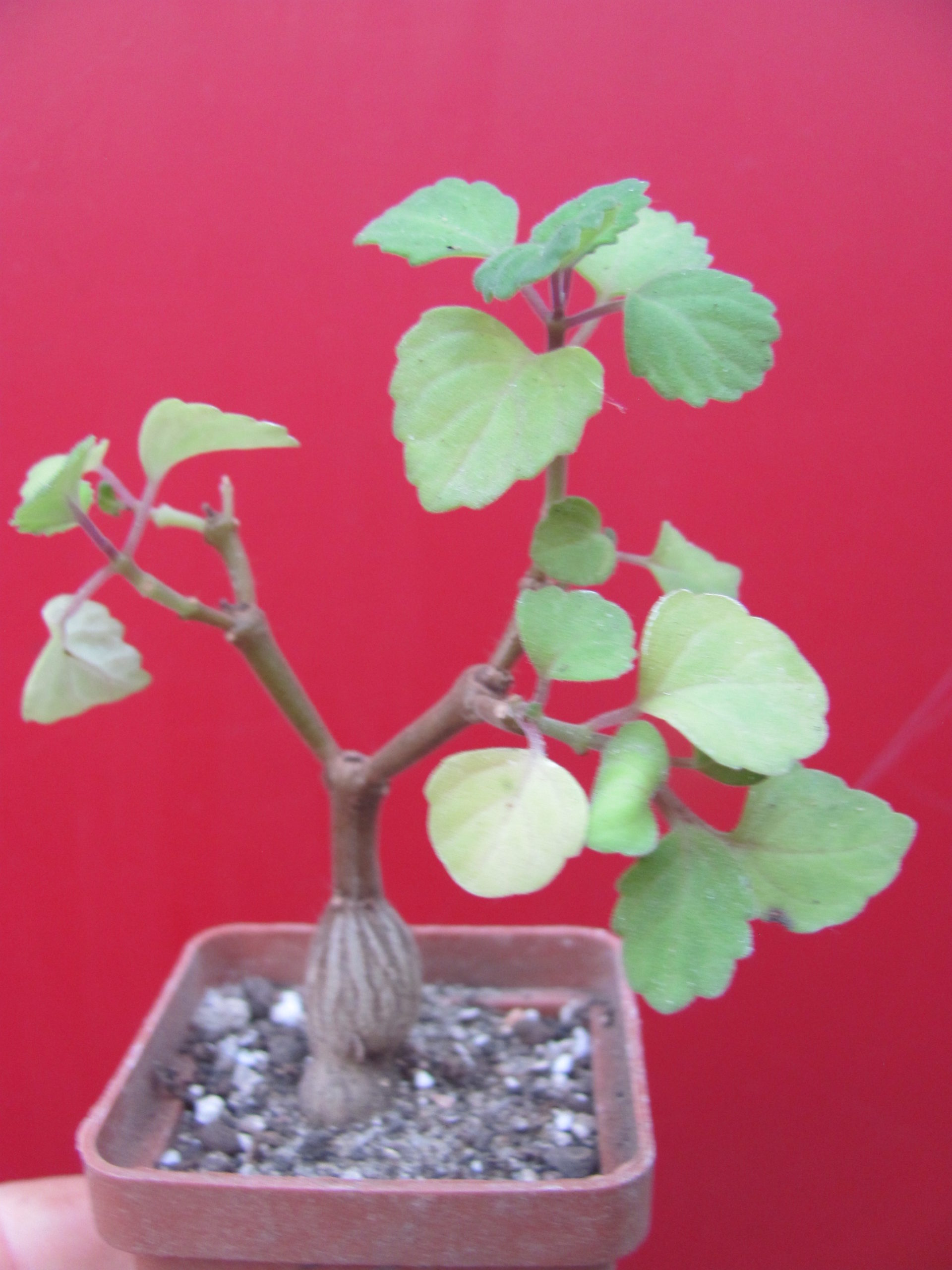 Plectranthus   ernstii