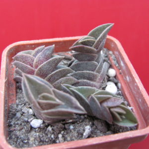 Tradescantia navicularis