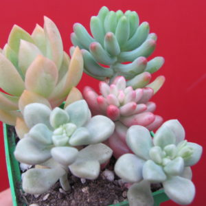 Sedum  набір