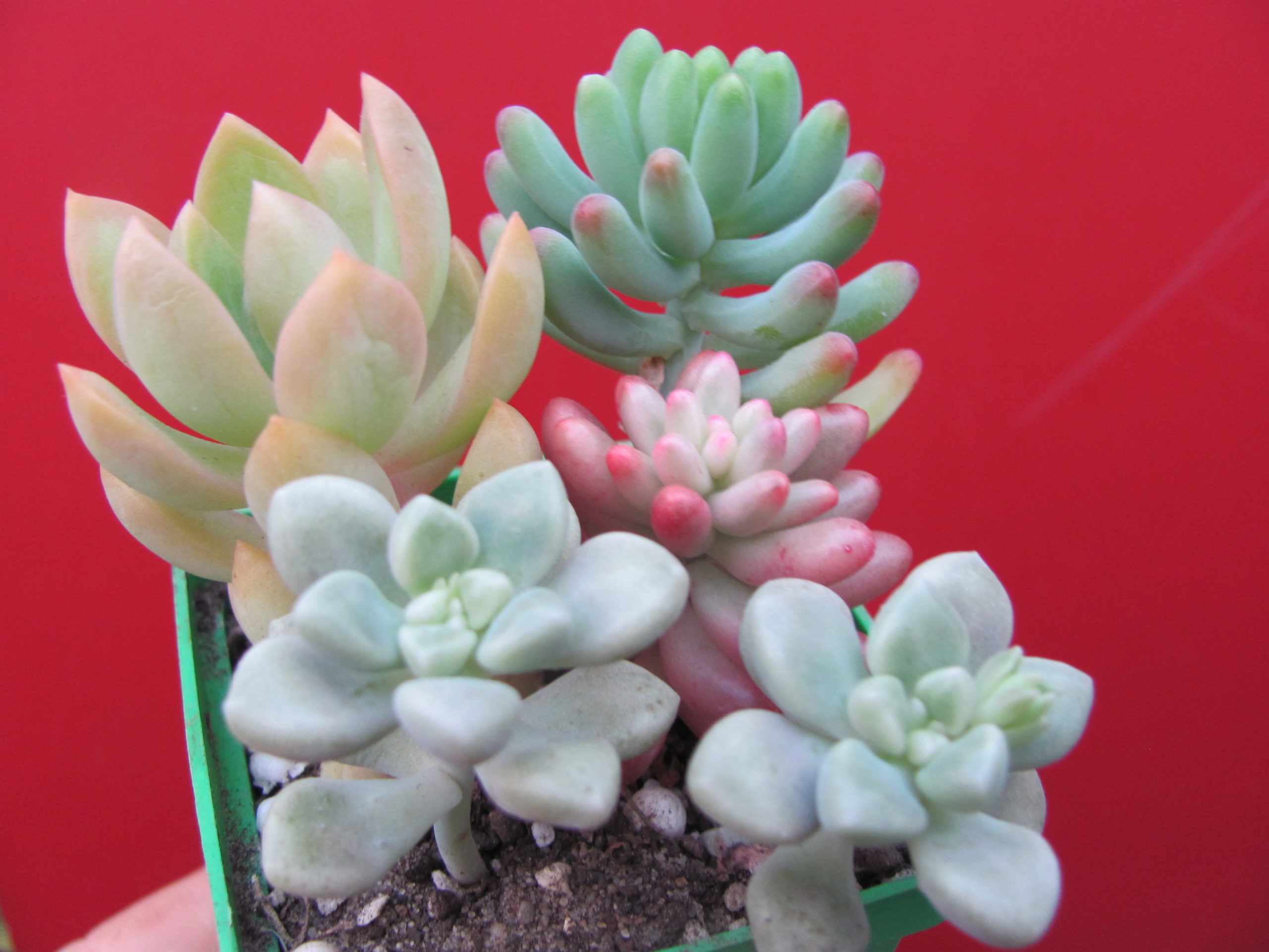 Sedum  набір