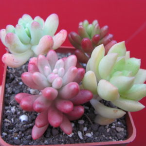 Sedum   набір