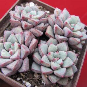 Echeveria expatriata