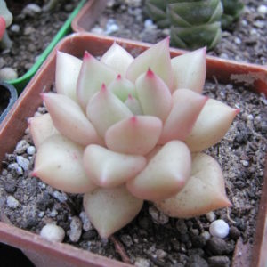 Echeveria Van Keppel
