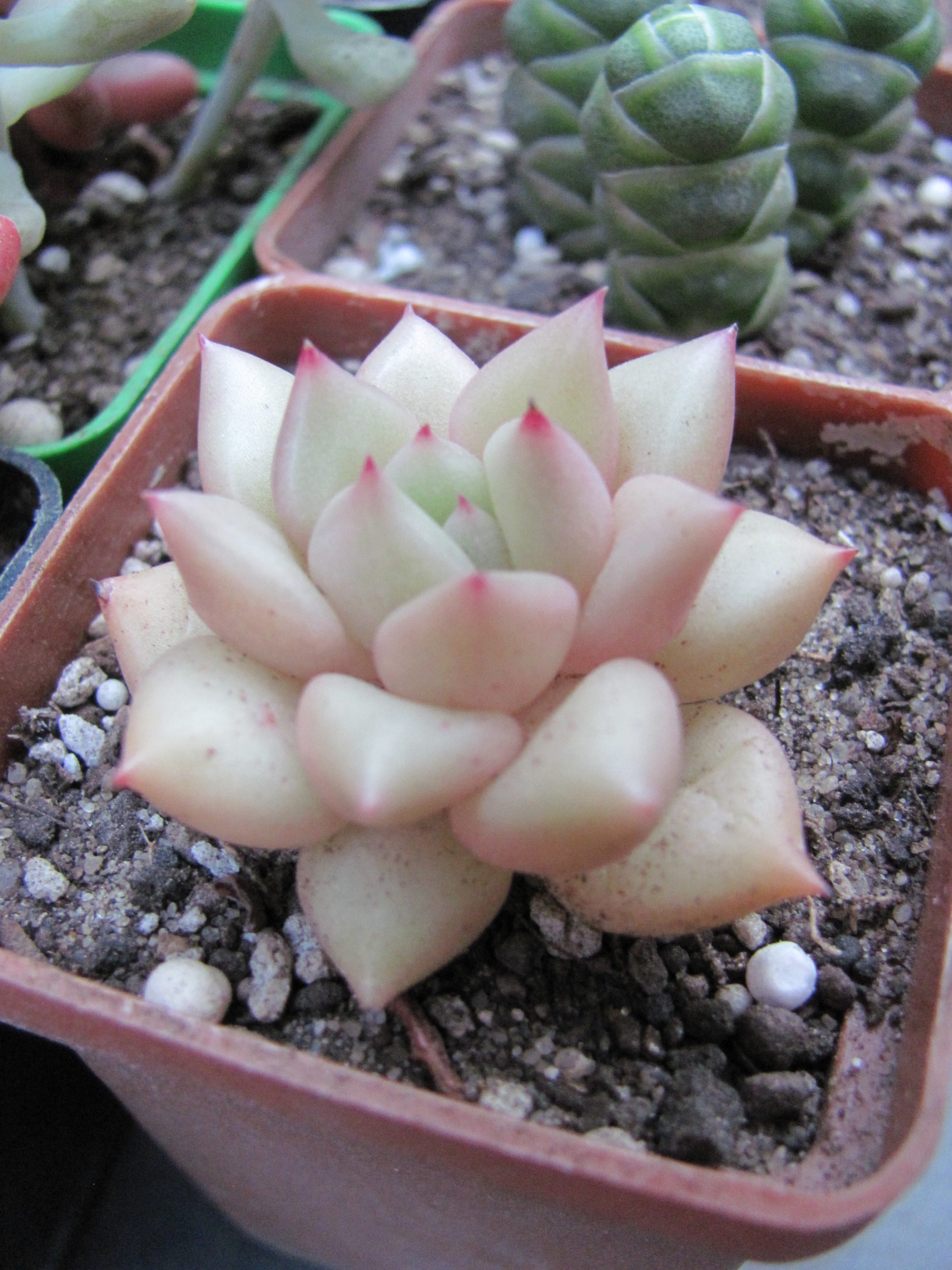 Echeveria Van Keppel