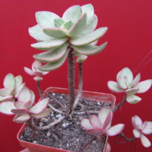 Crassula   swaziensis  variegata