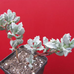 Oscularia deltoides