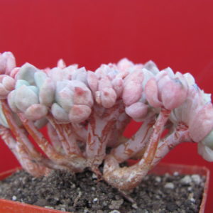 Echeveria glauca cristata