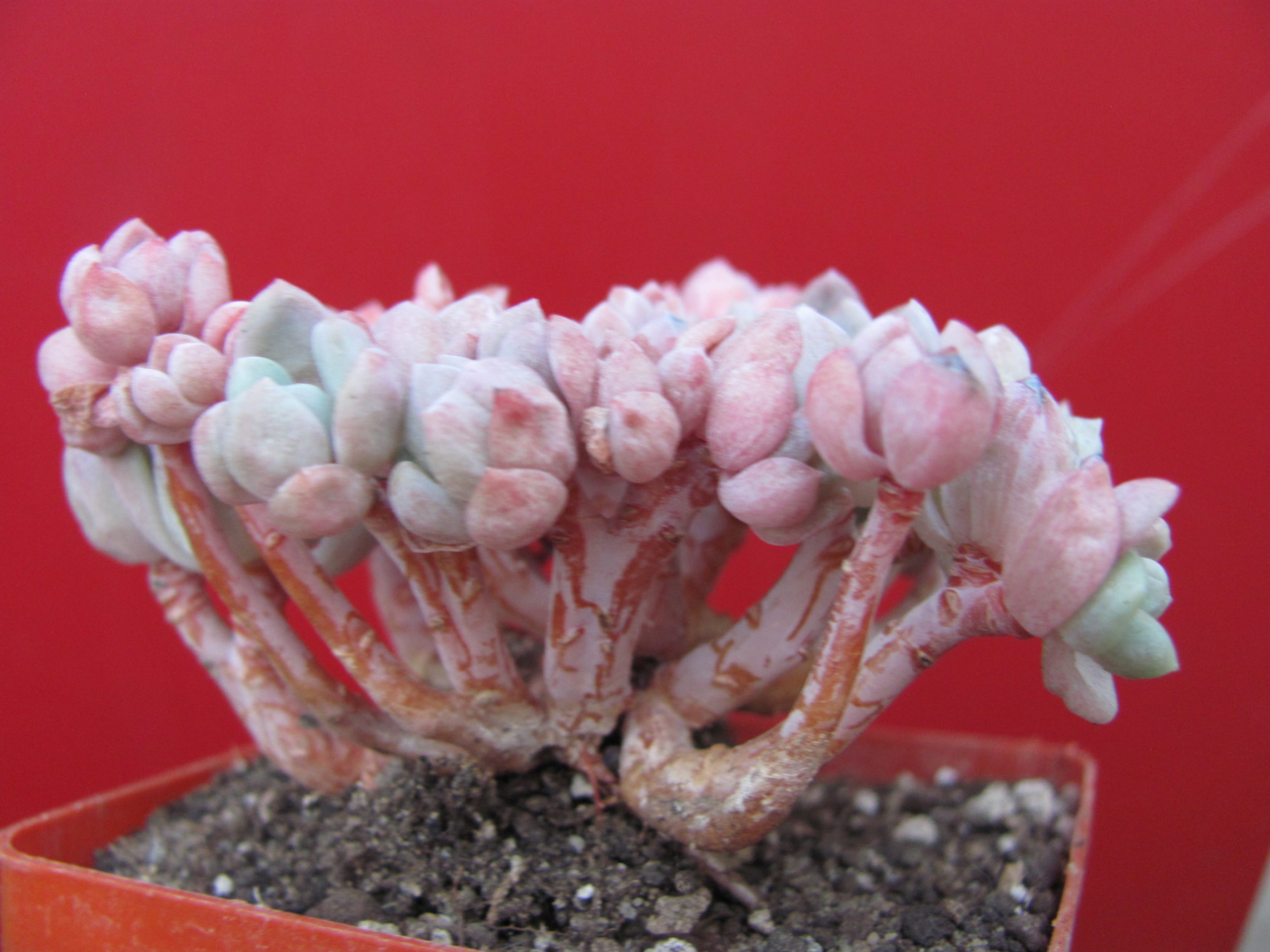 Echeveria glauca cristata
