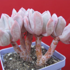 Echeveria glauca