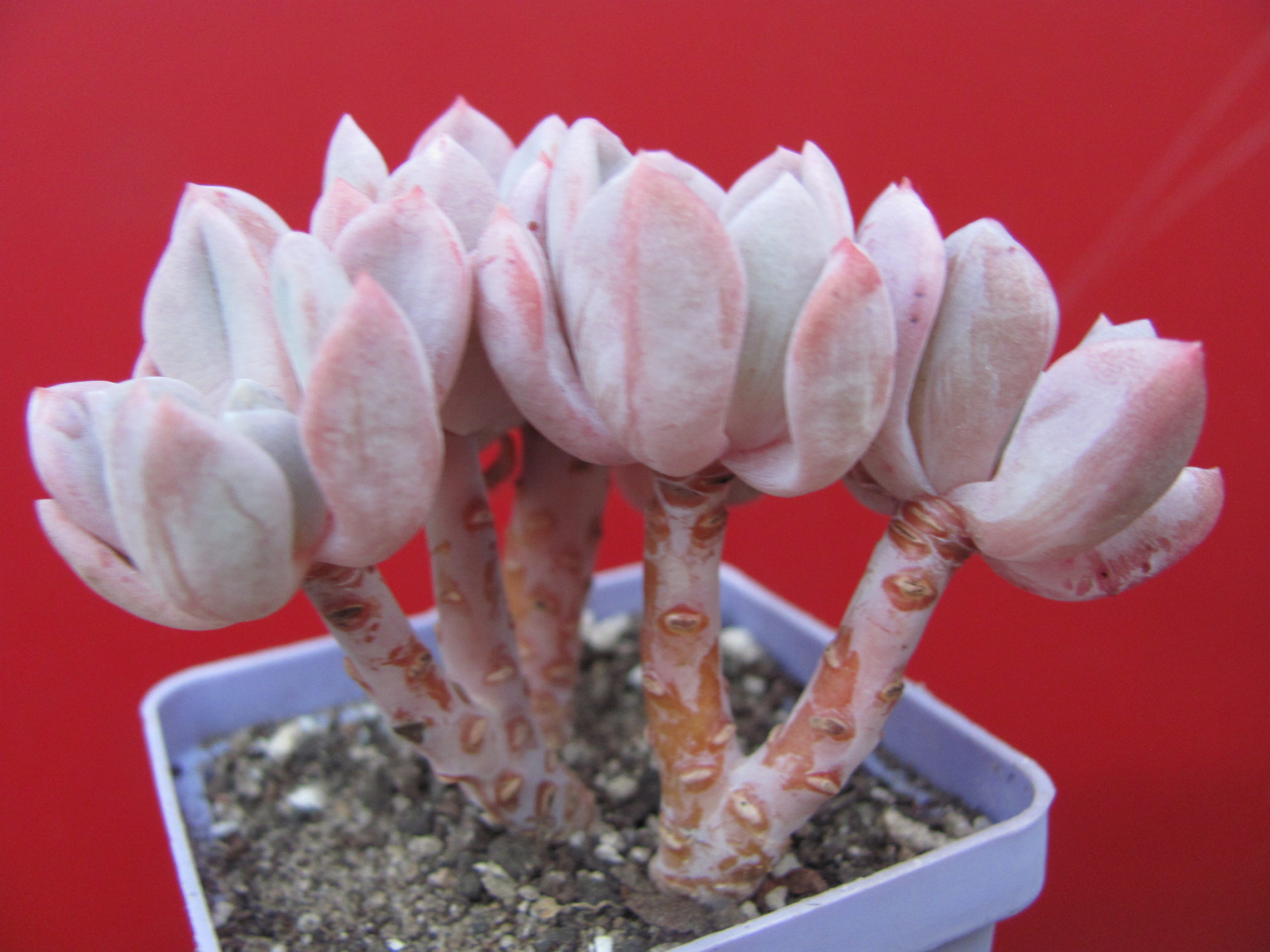 Echeveria glauca