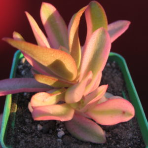 Crassula Campfire  variegata