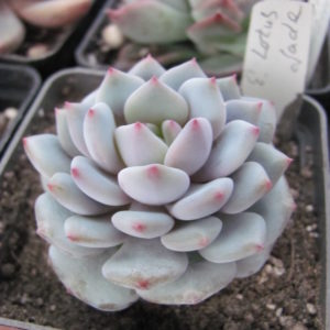 Echeveria  *Lotus Jade*   China