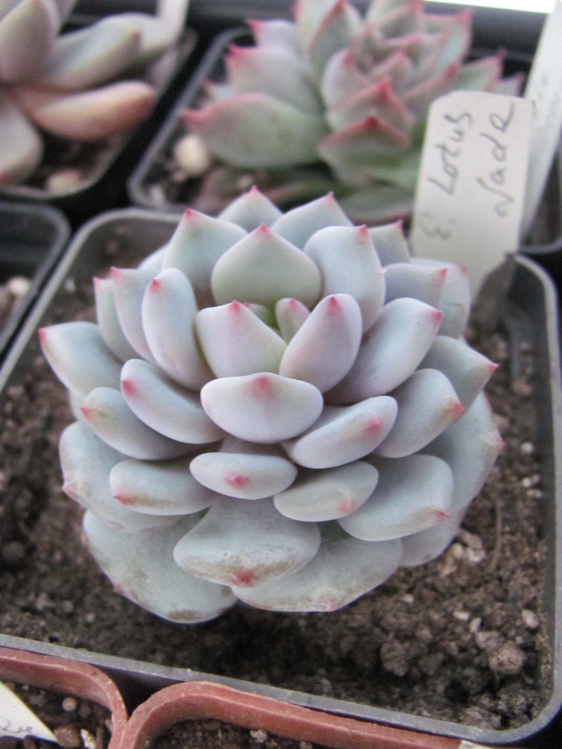 Echeveria  *Lotus Jade*   China