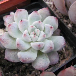 Echeveria Zaragoza  hybr.