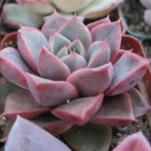 Echeveria   purpusorum  *Blue*   hybrid
