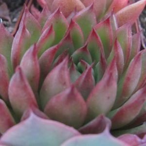 Echeveria   Christmas