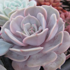Echeveria   hybr.