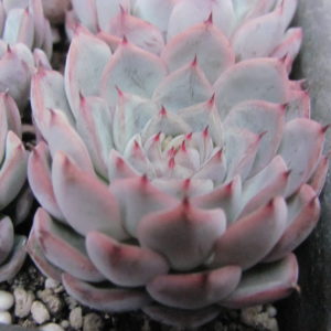 Echeveria   Zaragoza  hybr.    ( hybrid Lipskiy )