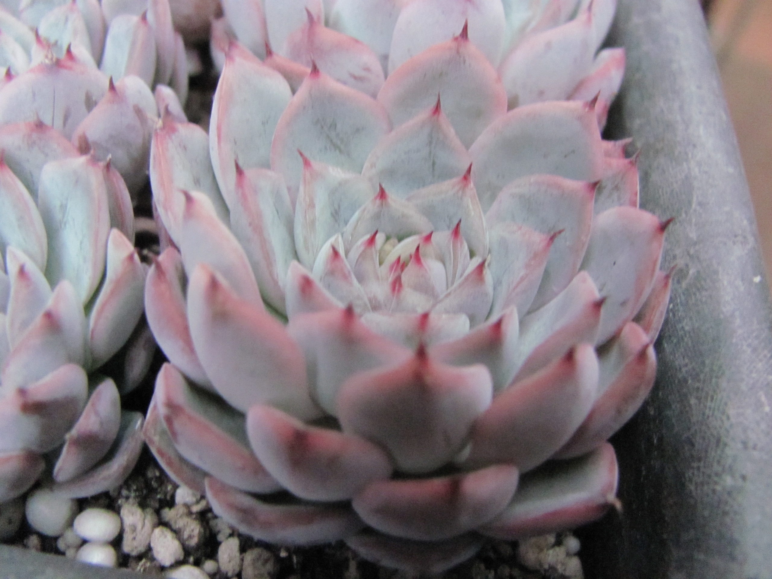 Echeveria   Zaragoza  hybr.    ( hybrid Lipskiy )
