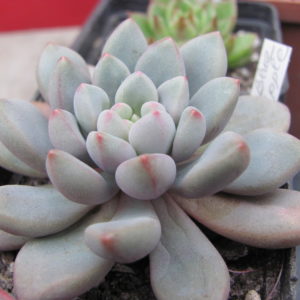 Echeveria   *Blue Epple*