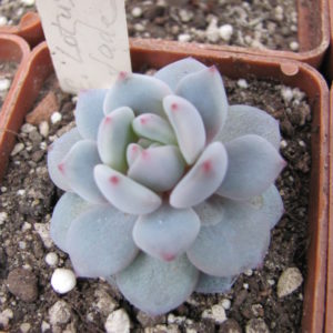 Echeveria  Lotus Jade