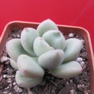 Echeveria  *Bill Gates*
