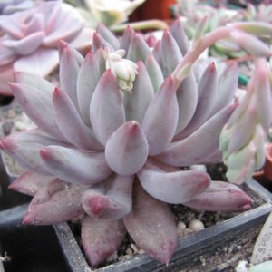 Echeveria *Goldfish  Hime*