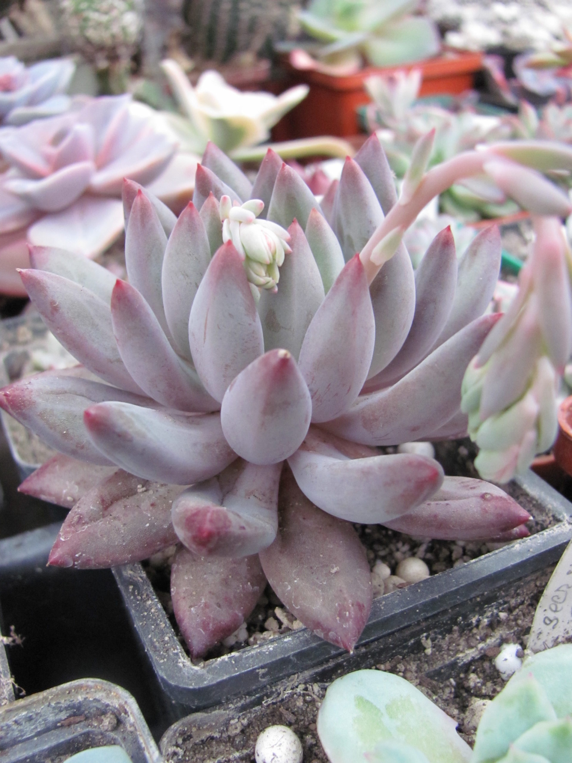 Echeveria *Goldfish  Hime*