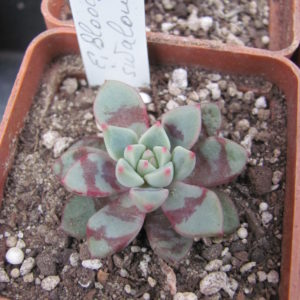 Echeveria Blood Swallow