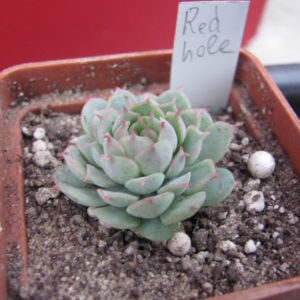 Echeveria *Red Hole*
