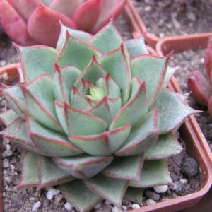 Echeveria  Fabiola