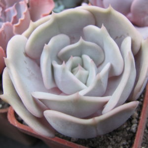 Echeveria  hybr.