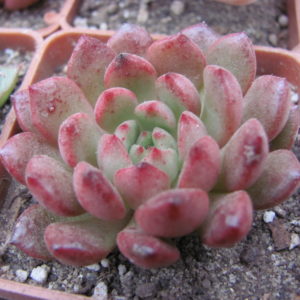 Echeveria  Bashful