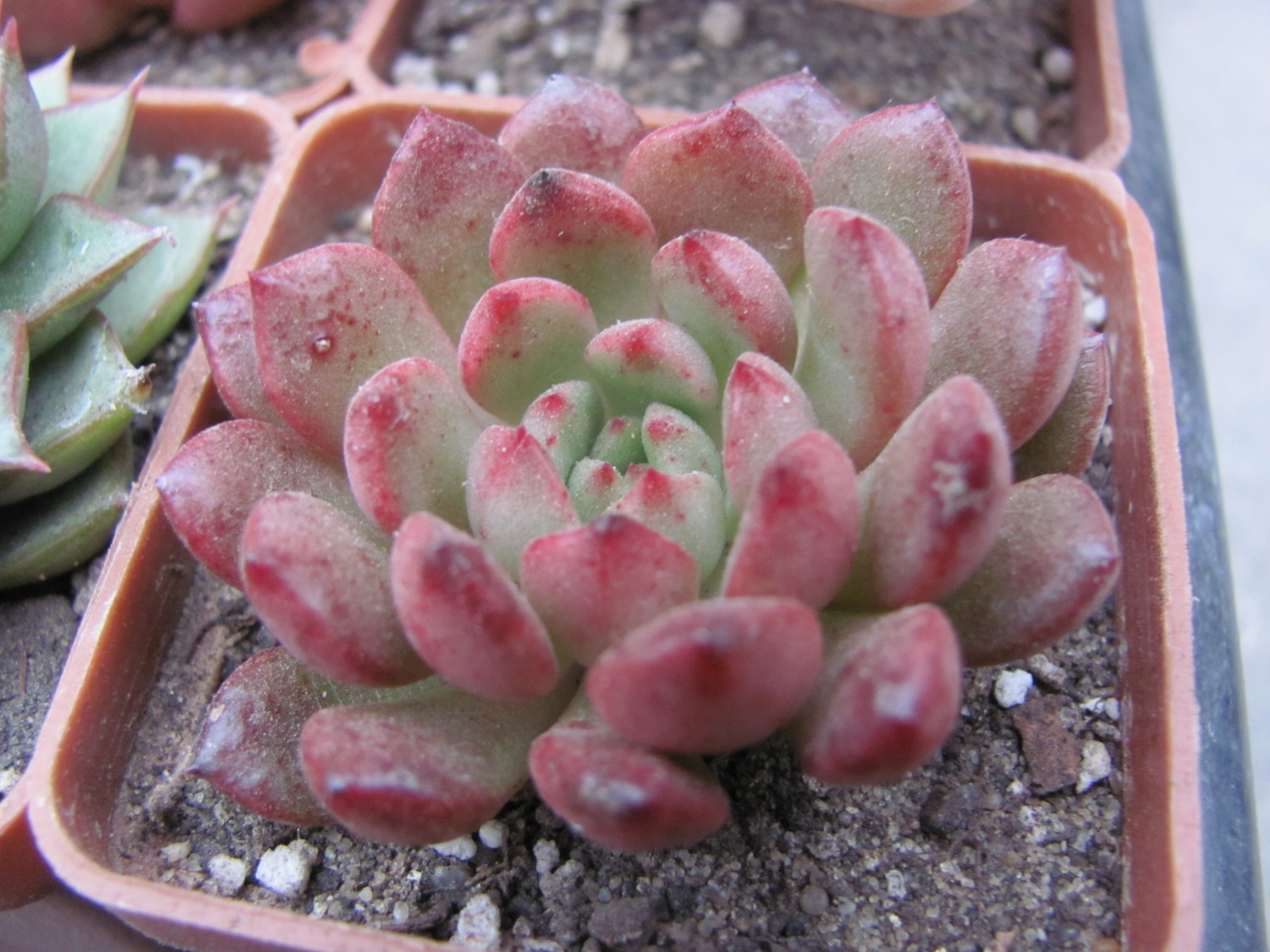 Echeveria  Bashful