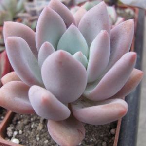 Pachyveria  Opalina