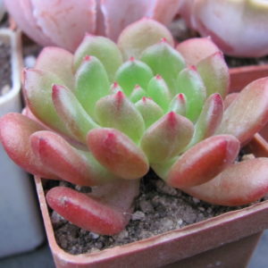 Echeveria   *Fantasia Carol*